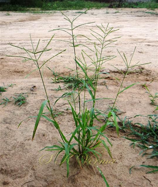  Plants